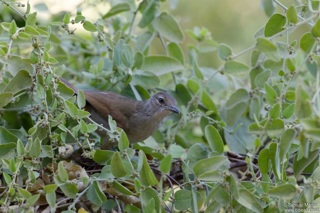 Bulbul jaboteuradulte