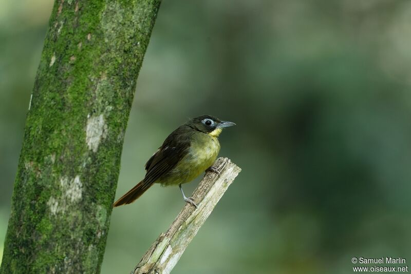 Red-tailed Bristlebill