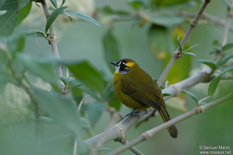 Bulbul oreillardadulte