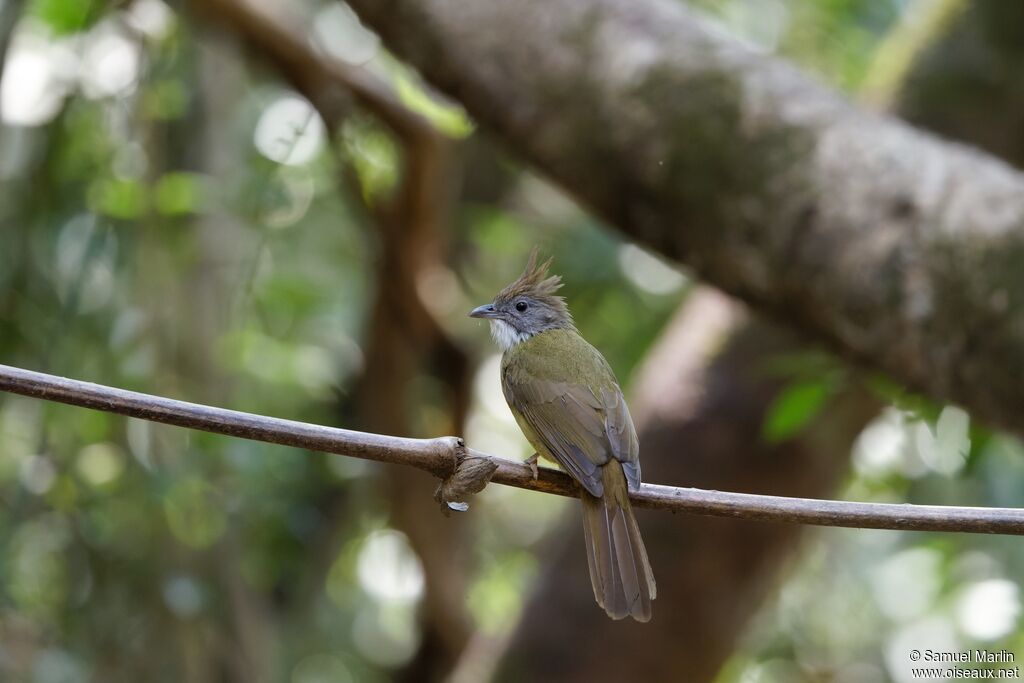 Puff-throated Bulbul