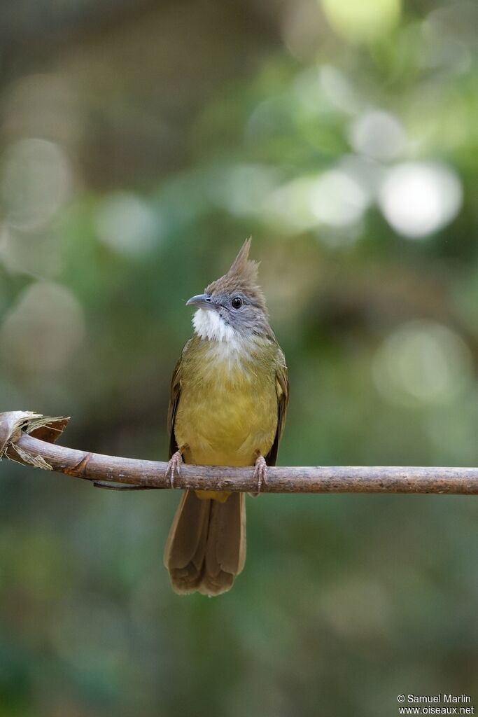 Puff-throated Bulbuladult
