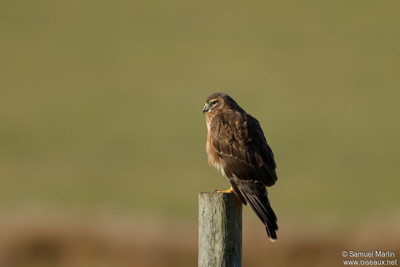 Northern Harrier