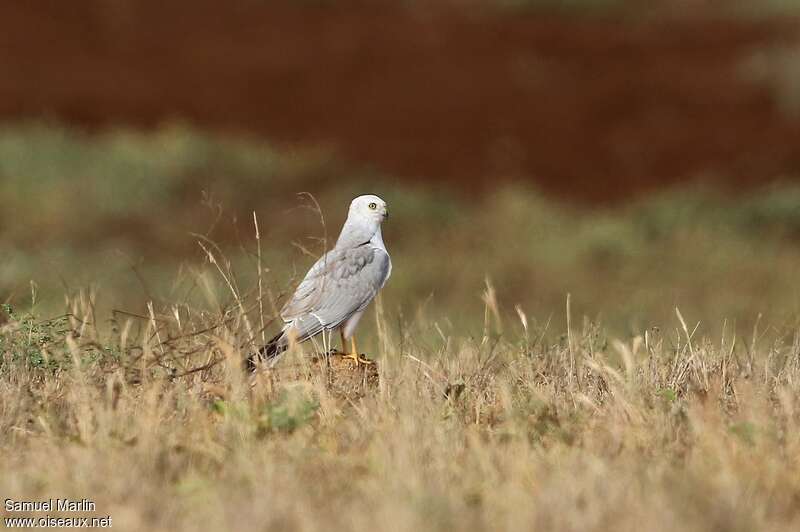 Pallid Harrier male adult, identification