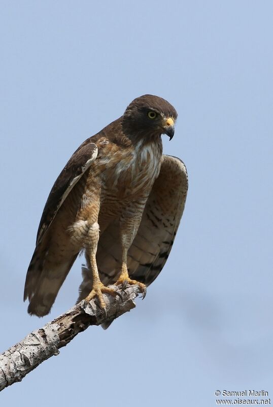 Roadside Hawkadult