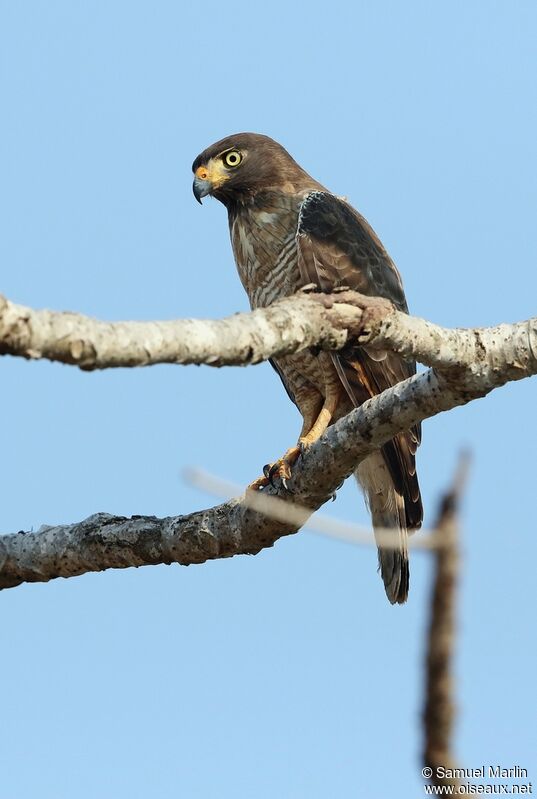 Roadside Hawkadult