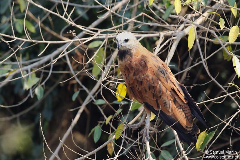 Black-collared Hawk