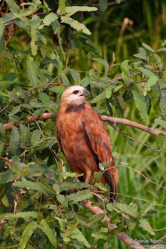 Black-collared Hawkadult