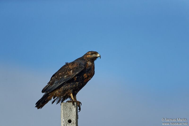 Black-chested Buzzard-Eaglesubadult