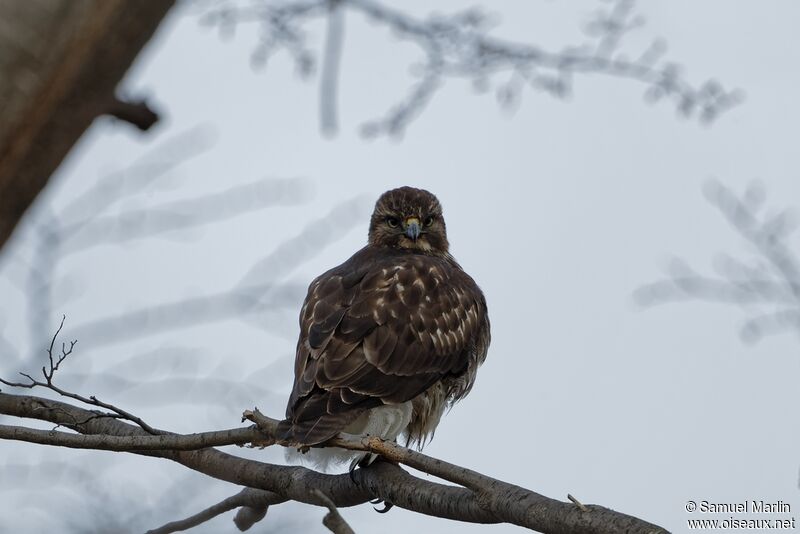 Rufous-tailed Hawkadult