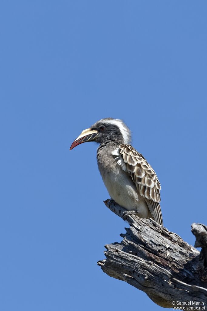 Calao à bec noir femelle adulte