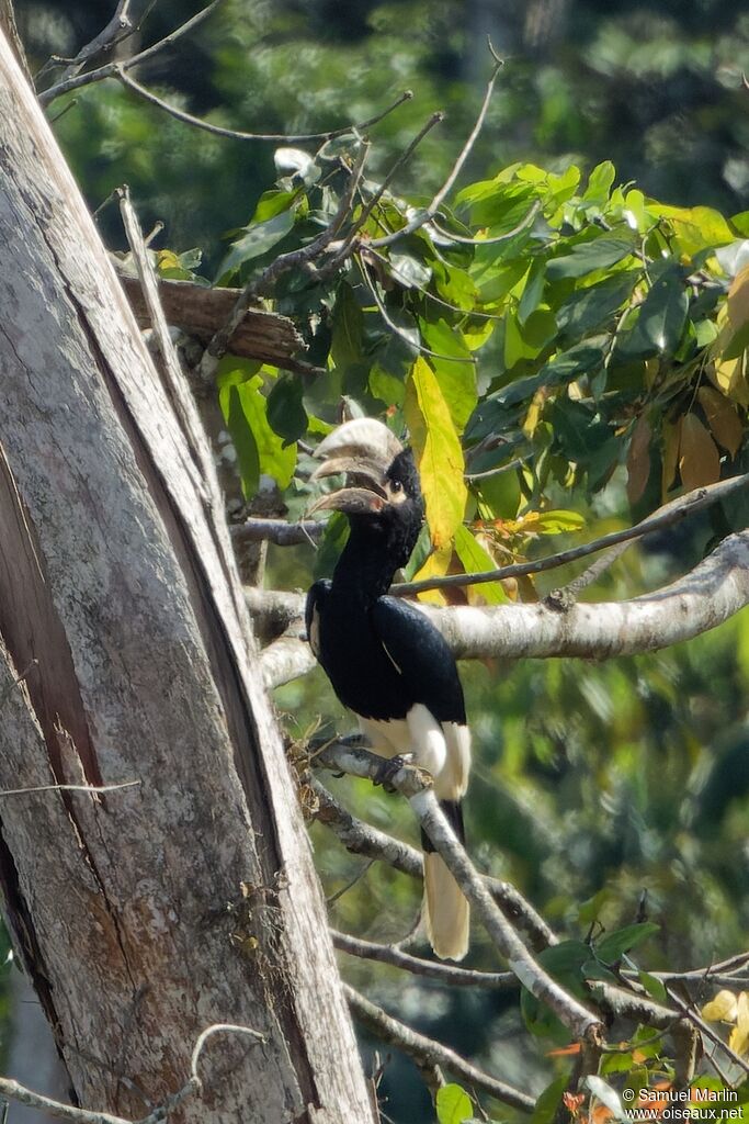 White-thighed Hornbill
