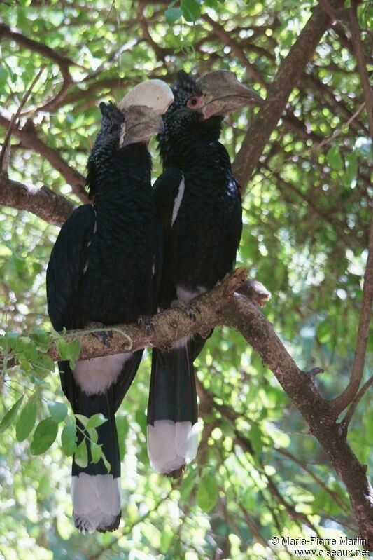 Silvery-cheeked Hornbill