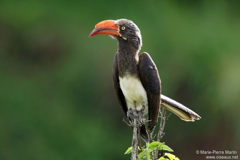 Crowned Hornbilladult