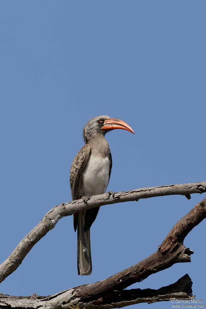 Bradfield's Hornbilladult