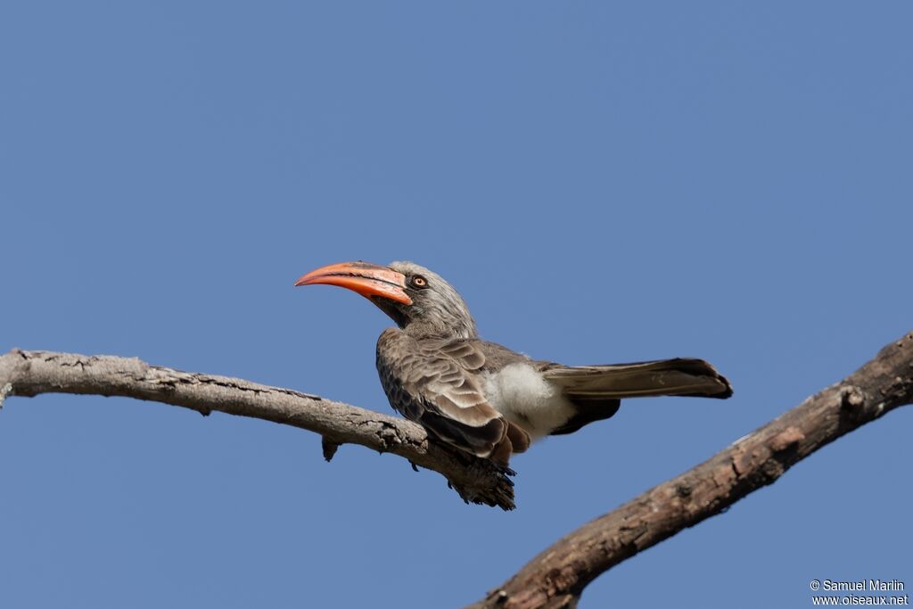 Bradfield's Hornbill