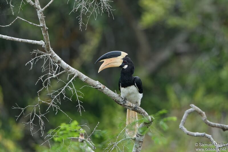 Malabar Pied Hornbill male adult