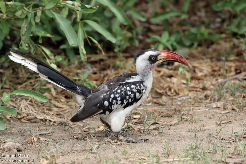 Tanzanian Red-billed Hornbill male adult, identification