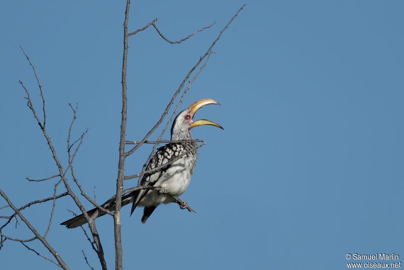 Southern Yellow-billed Hornbilladult, song