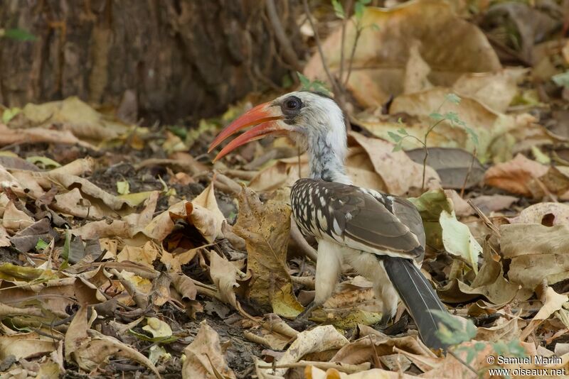 Western Red-billed Hornbilladult