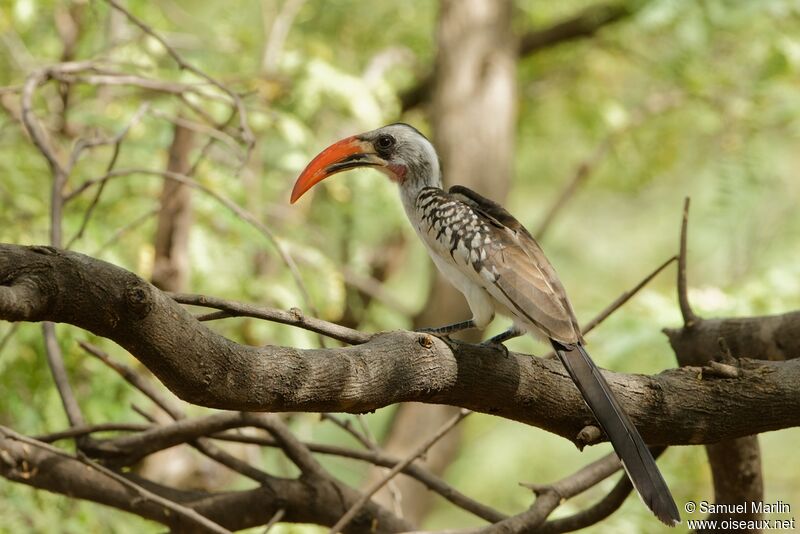 Western Red-billed Hornbill