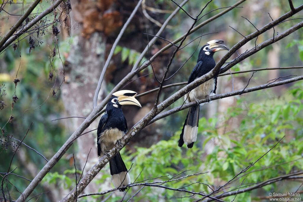 Oriental Pied Hornbilladult