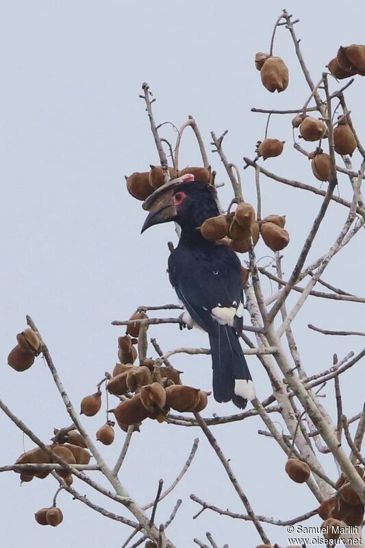 Trumpeter Hornbill male adult