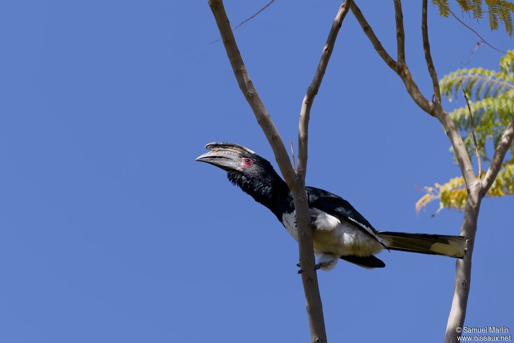 Calao trompetteadulte
