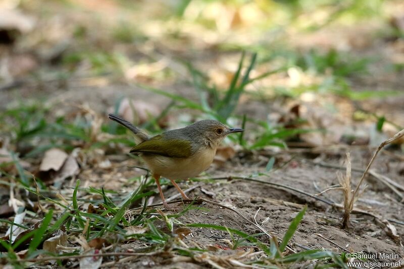 Grey-backed Camaropteraadult