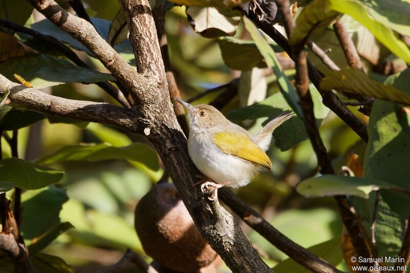 Grey-backed Camaropteraadult