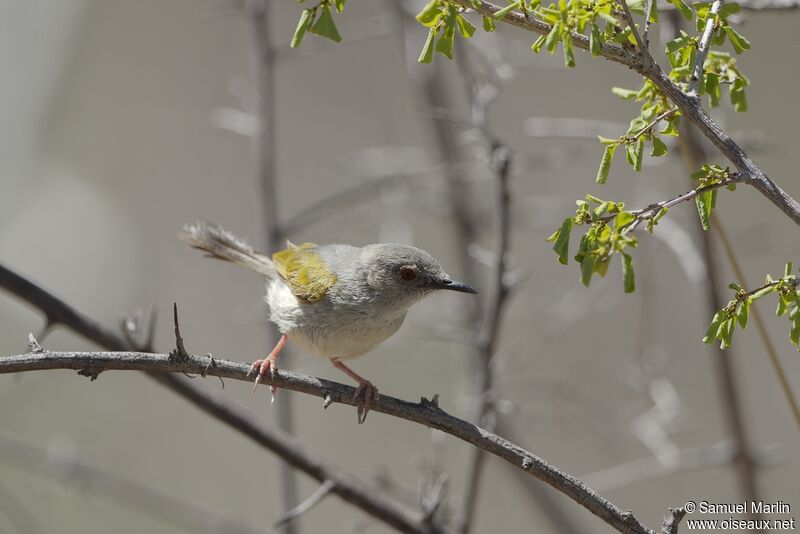 Green-backed Camaropteraadult