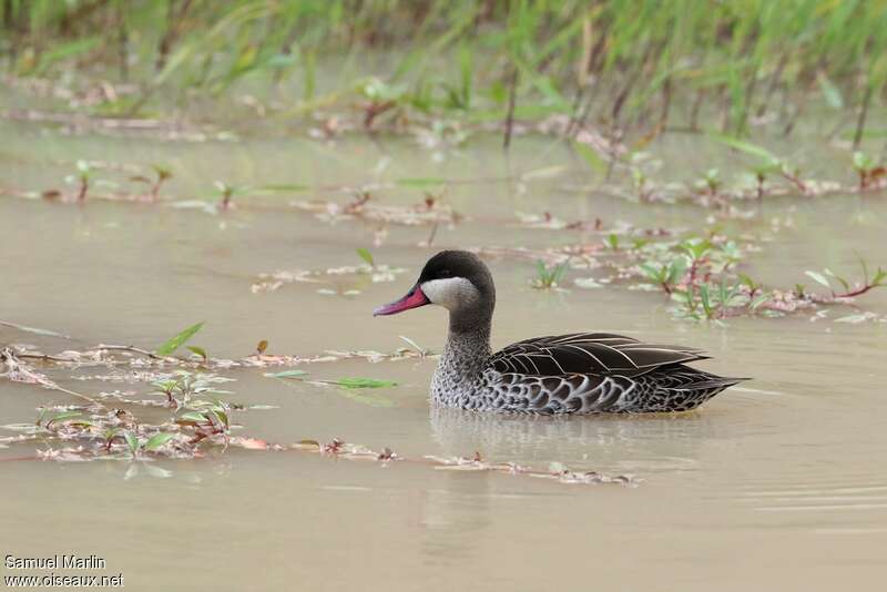 Canard à bec rouge, nage