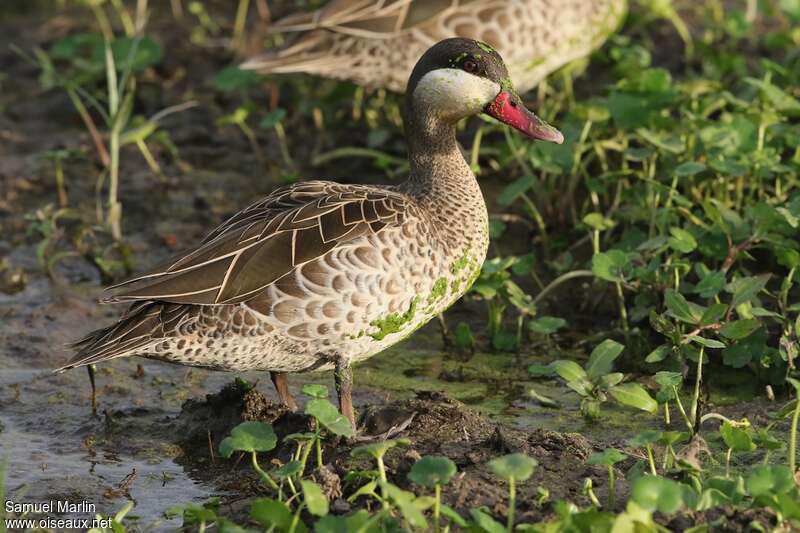 Canard à bec rougeadulte, habitat, pigmentation