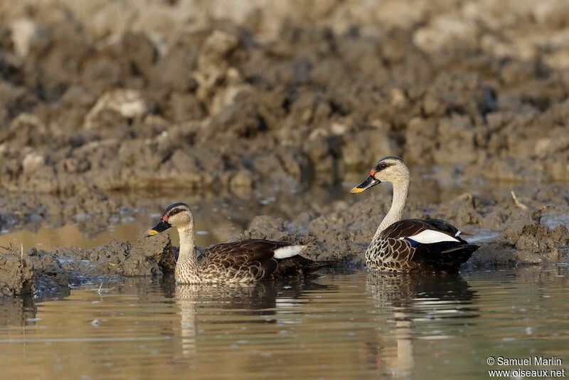 Canard à bec tachetéadulte