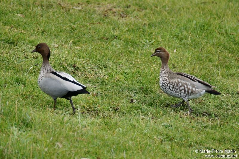 Maned Duckadult post breeding