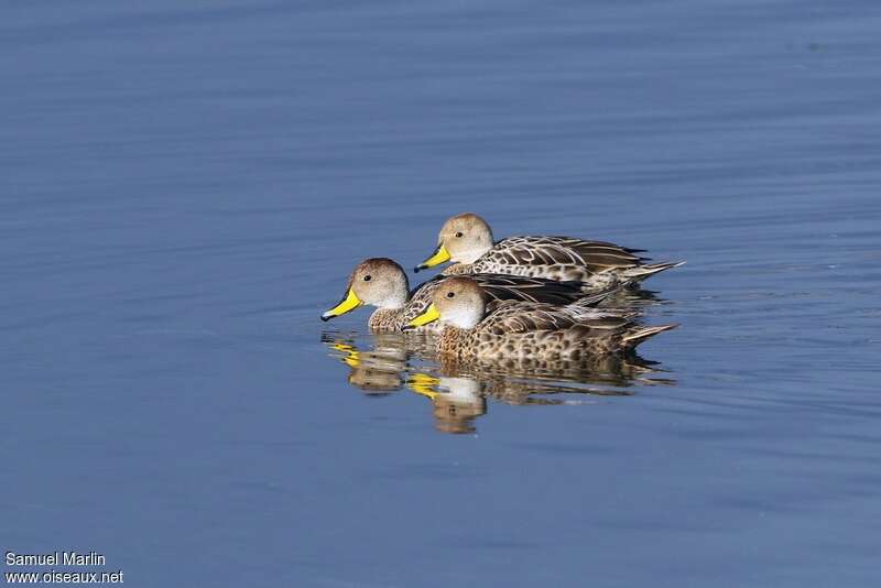 Yellow-billed Pintailadult, pigmentation, swimming