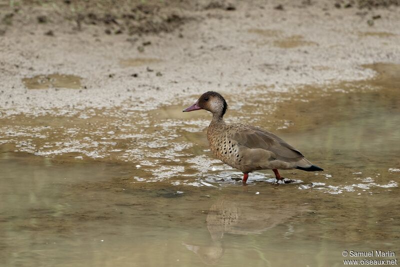 Canard amazonette mâle adulte