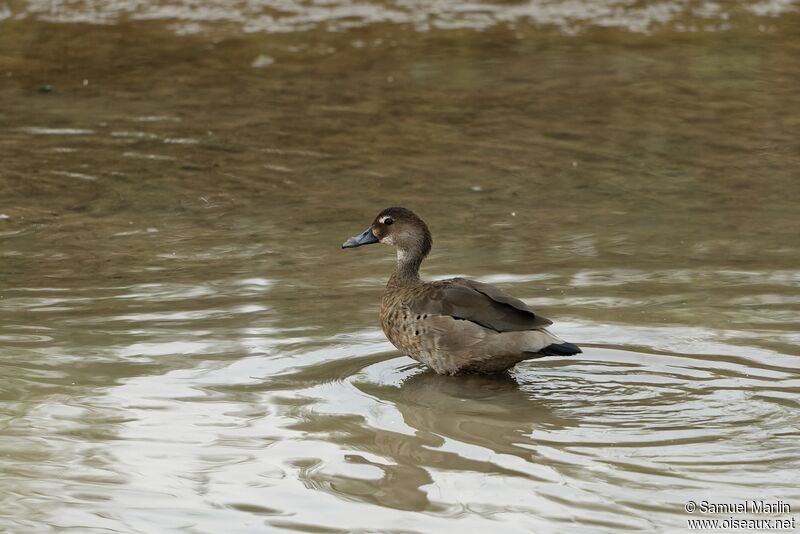 Canard amazonette femelle adulte