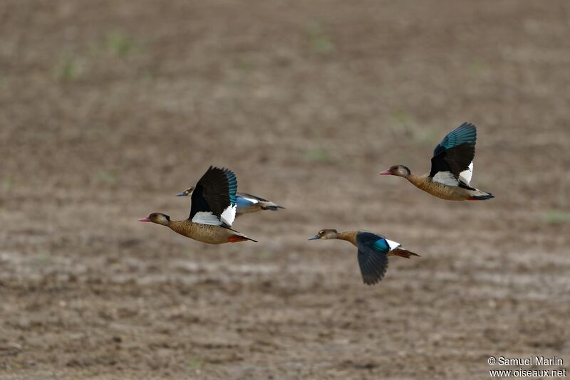 Canard amazonetteadulte, Vol