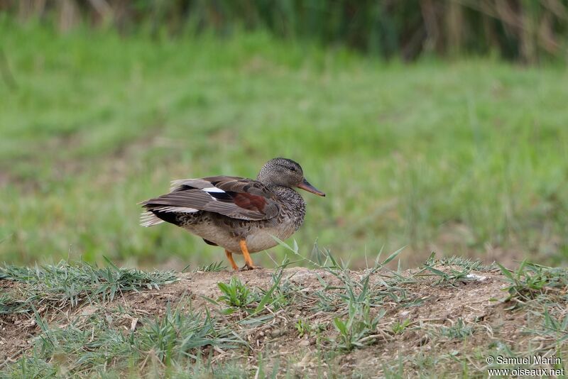 Canard chipeauadulte