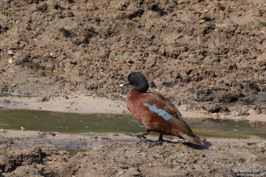 Canard de Hartlaub