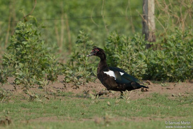 Canard musquéadulte