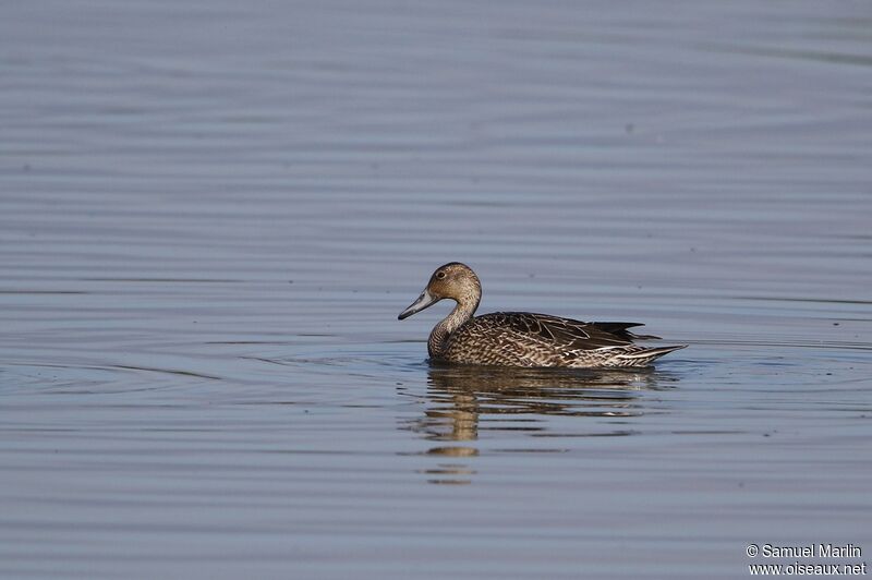 Northern Pintail female adult