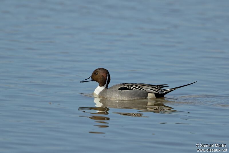 Northern Pintail male adult