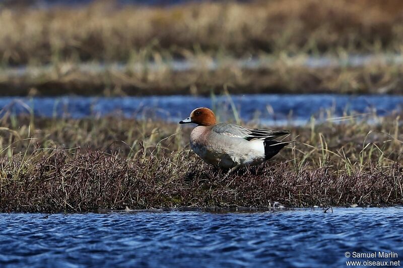 Canard siffleur mâle adulte