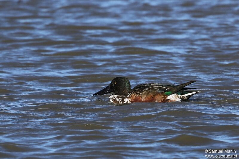 Northern Shoveler male adult