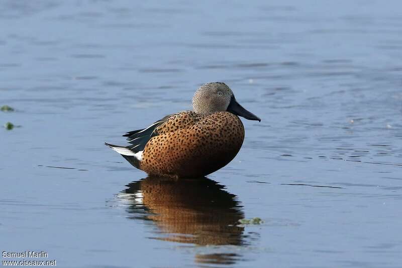 Canard spatule mâle adulte, pigmentation