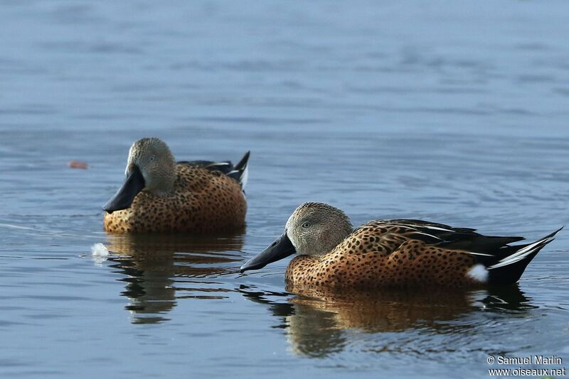 Canard spatuleadulte