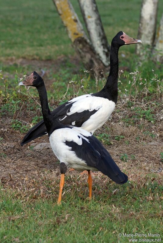 Magpie Gooseadult