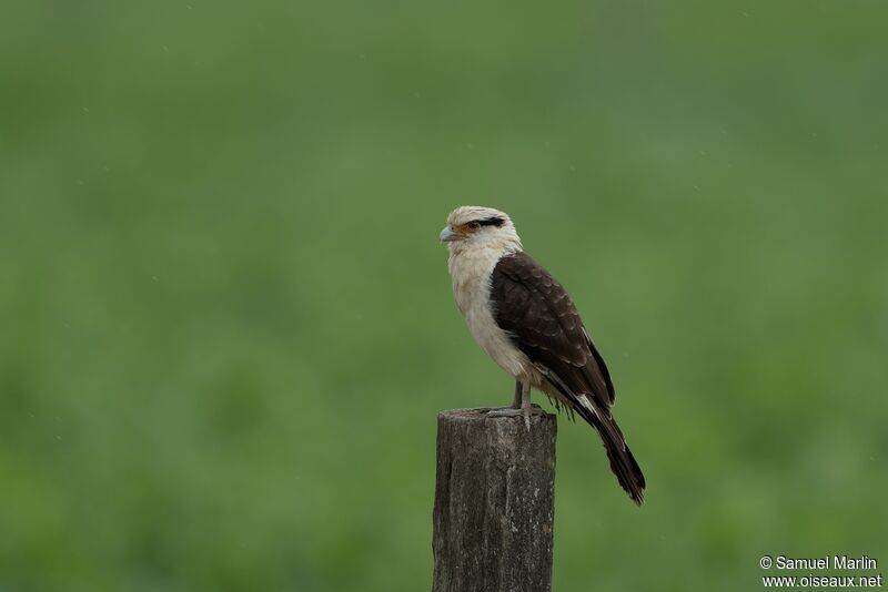 Caracara à tête jauneadulte