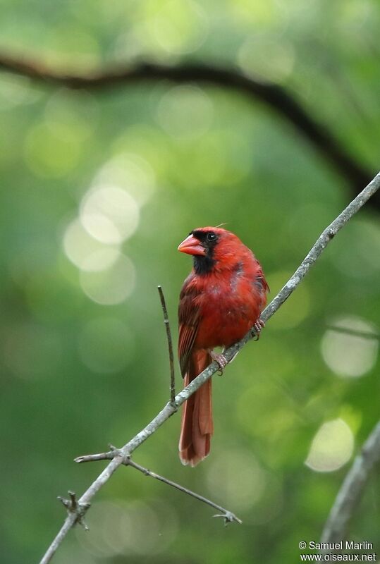 Northern Cardinal